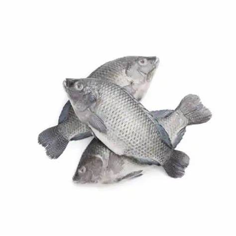 Tilapia-Frozen- 800/1000g