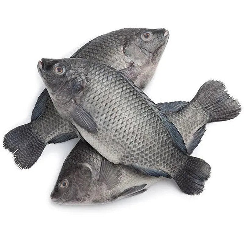 Frozen Tilapia Whole Gutted Scaled 500/800 2.5kg