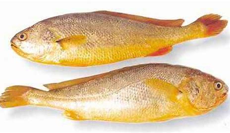 Yellow-Croaker -Small-500/800-2.5kg