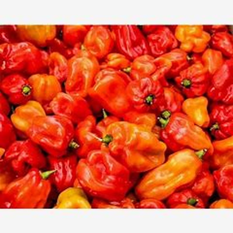 Fresh-Scotch-Bonnet-Pepper (atarodo)-1kg