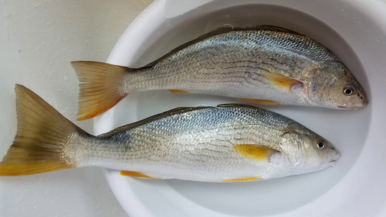 Yellow-Croacker-Medium-2.5kg