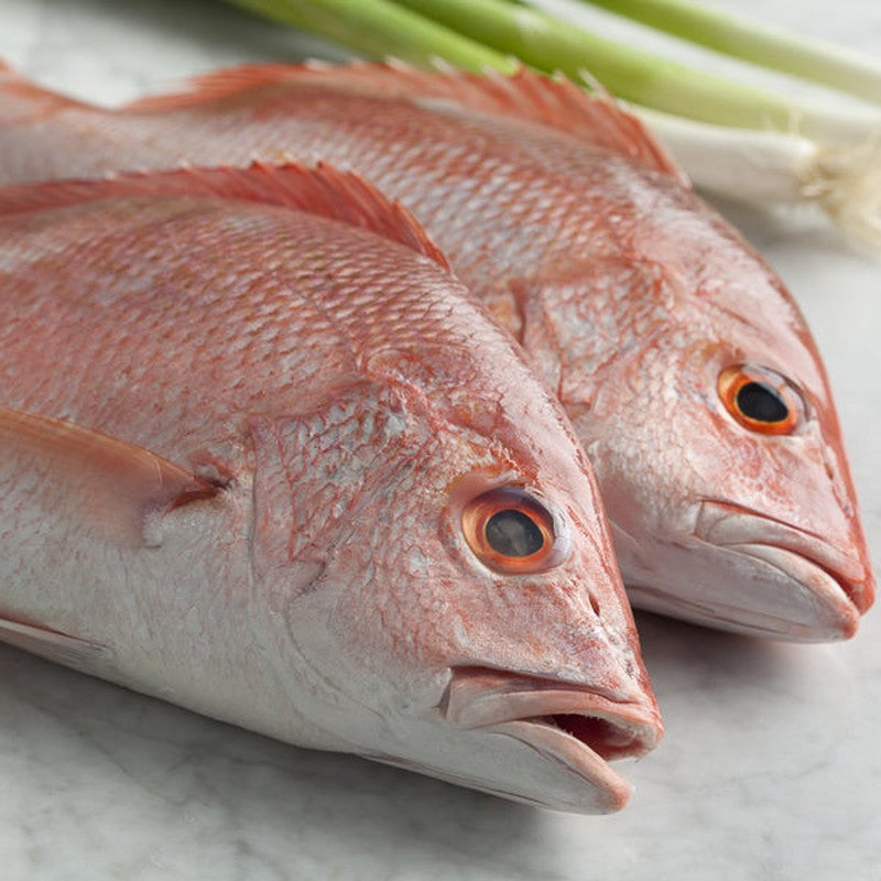 Red Snapper iqf 500 800 2.5kg