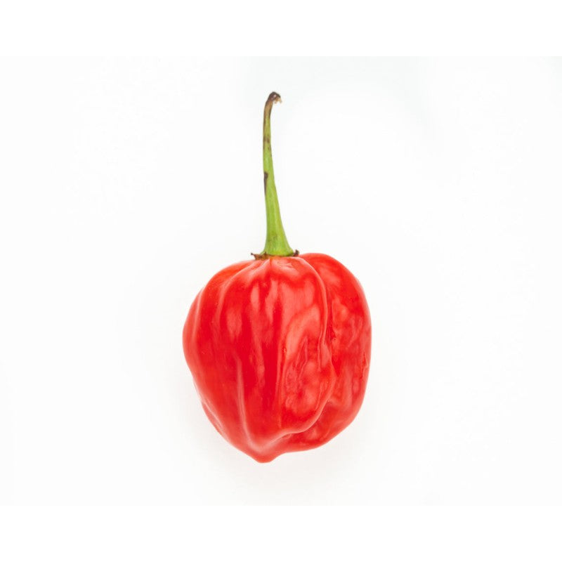 Fresh Scotch Bonnet Pepper (atarodo) 1/4 Box 675g