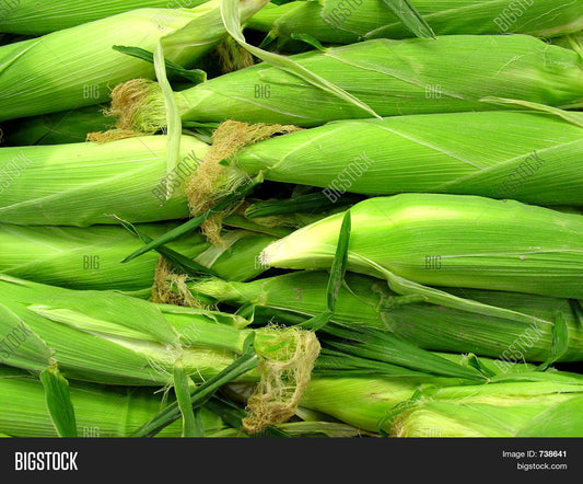 Fresh Corn-African x 1