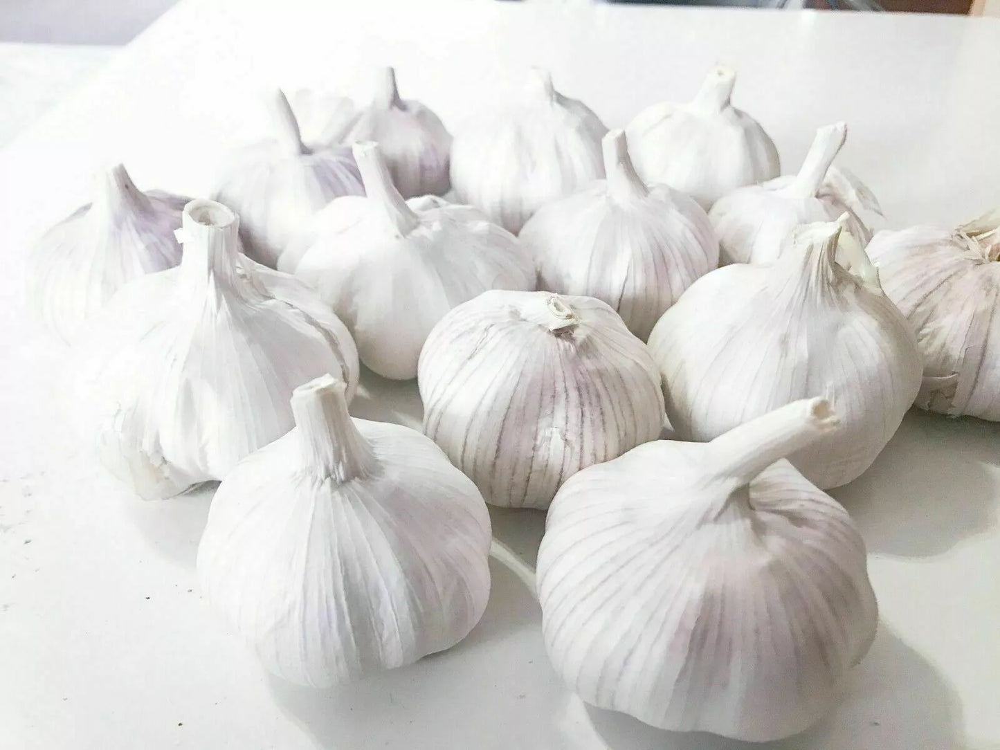 Garlic-Fresh-1 Bulb