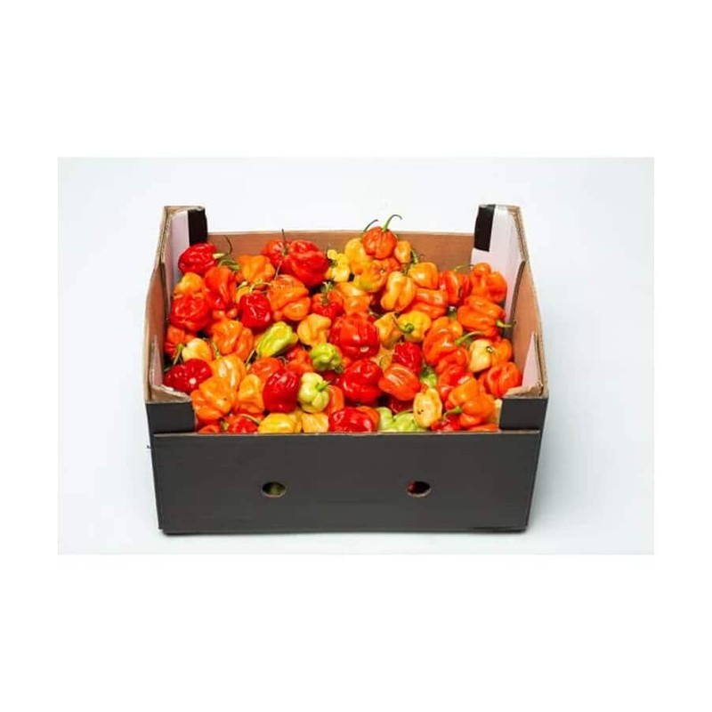 Fresh Scotch Bonnet Pepper (atarodo) 1/2 Box 1.35kg