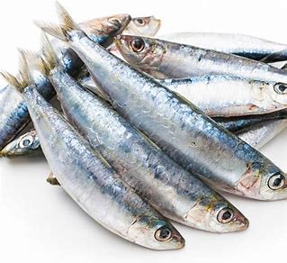 West-Country-Sardines-1kg