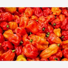 Fresh-Hot-Pepper-Scotch-Bonnet (atarodo) 1kg