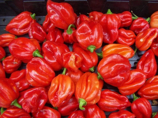 Frozen-Uganda-Scotch-Bonnet-Ata-Rodo-(Premium)-200g