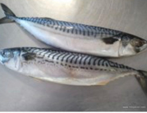 Mackerel-Whole- Packed