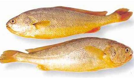 Yellow-Croaker -400/800-2.5kg