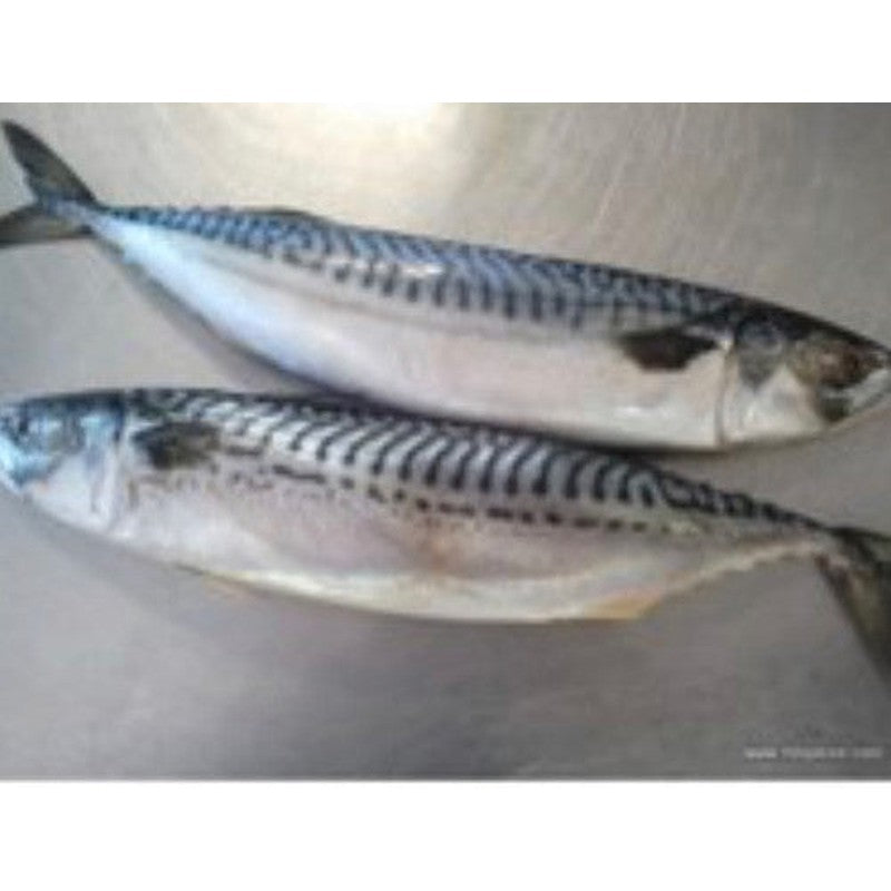 Mackerel-Whole-pack-1.5kg