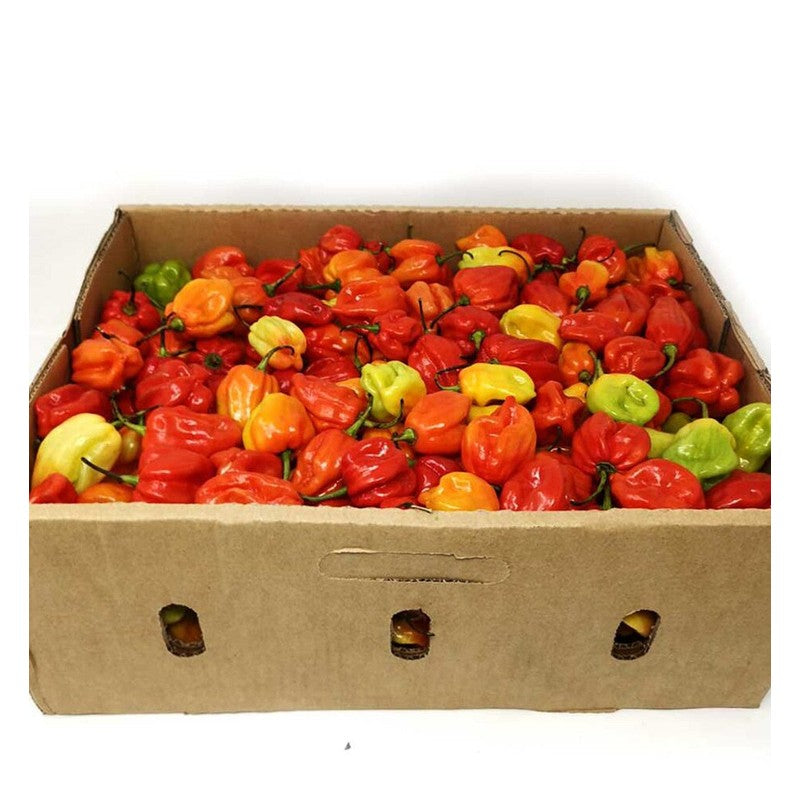 Fresh Scotch Bonnet Pepper (atarodo) Box