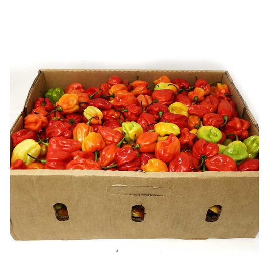 Fresh Scotch Bonnet Pepper (atarodo) Box