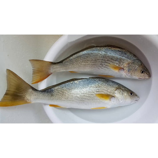 Yellow-Croaker-Scaled-Gutted- 800-1200G-3KG