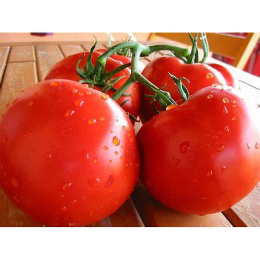 Fresh-tomatoes-1kg