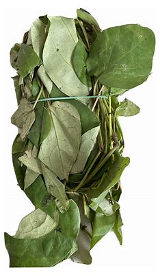 Fresh Uziza Leaves