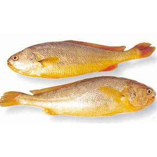 Yellow-Croaker -Medium-2.5kg